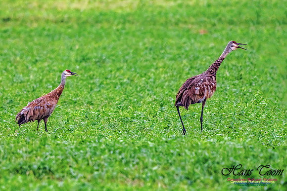 Sandhill Crane 459