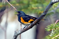 American Redstart