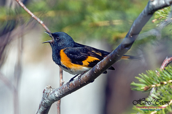 American Redstart 1