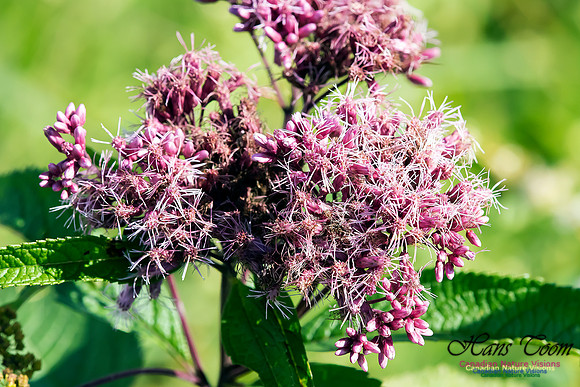 Joe-Pye Weed