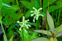 Little Club Spur Orchid