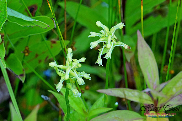 Club-spur Orchid 210