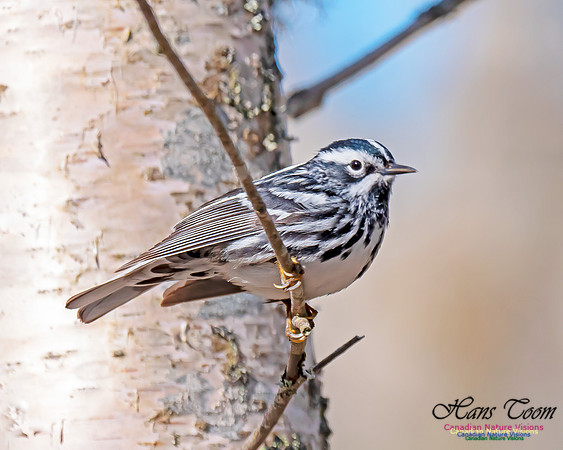 Black-and-White Warbler 1