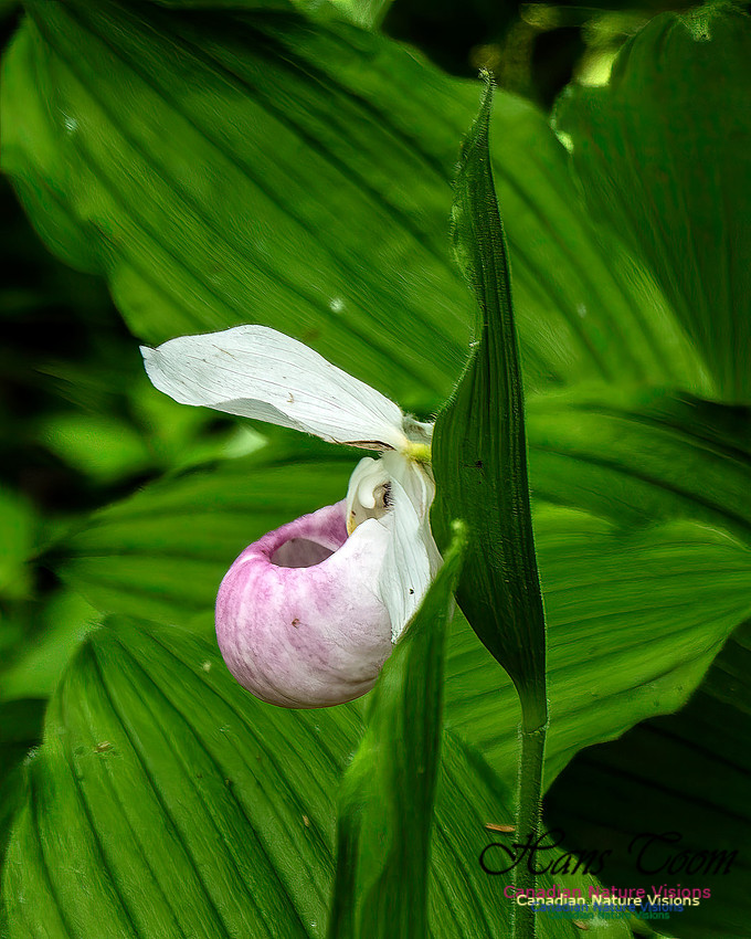 Showy Lady's Slipper Orchid 162