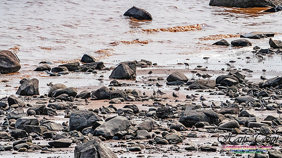 Evangeline Beach Shorebirds 2025 110