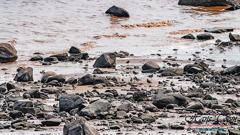 Evangeline Beach Shorebirds 2025 110