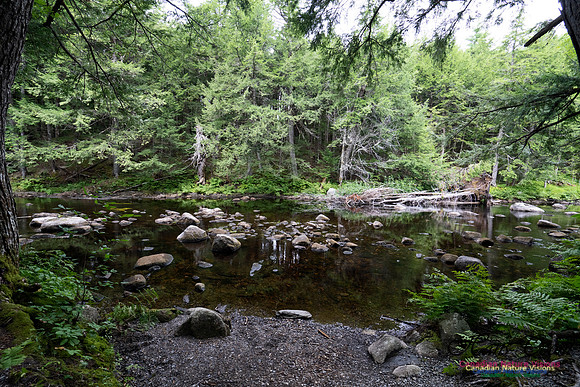 Woodland Walk Along Mersey River 106