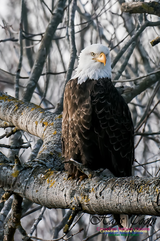 Bald Eagle
