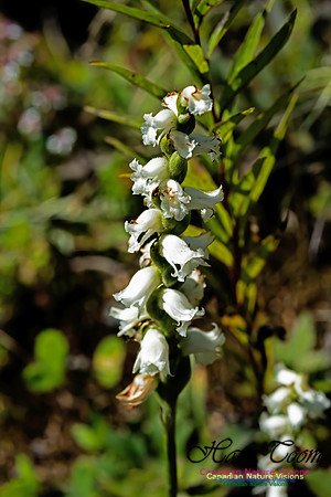 Nodding Ladies Tresses Orchid