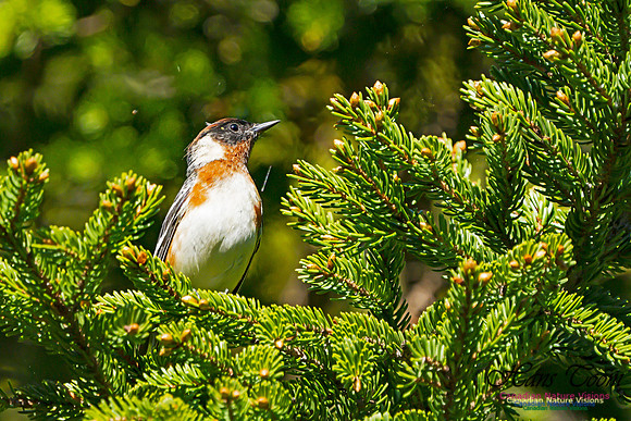 Bay-breasted Warbler 106