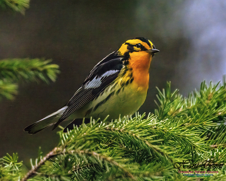 Blackburnian Warbler 351