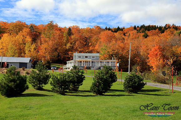 Maple Forest Fall Colours 2016