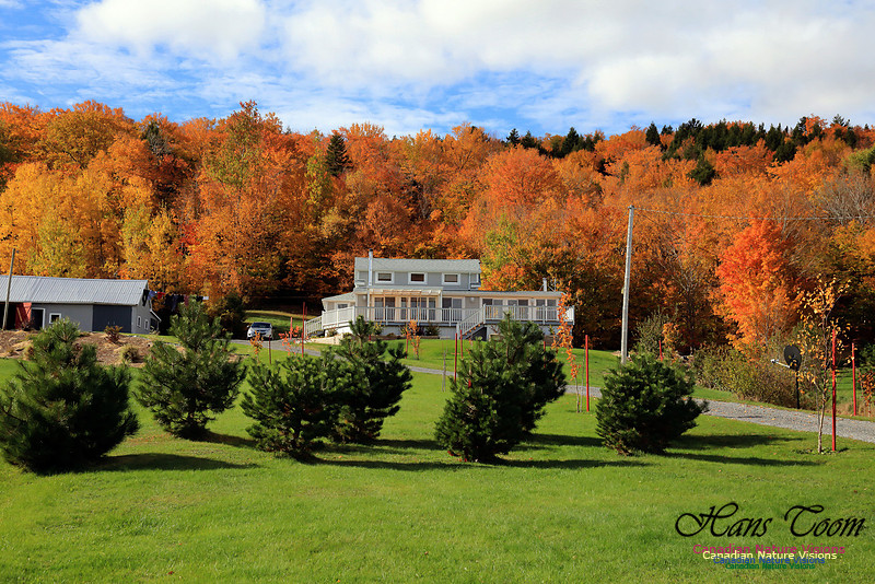 Maple Forest Fall Colours 2016
