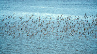 A Time to rest or a time to fly