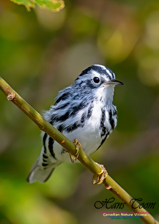 Black-and-White Warbler 206