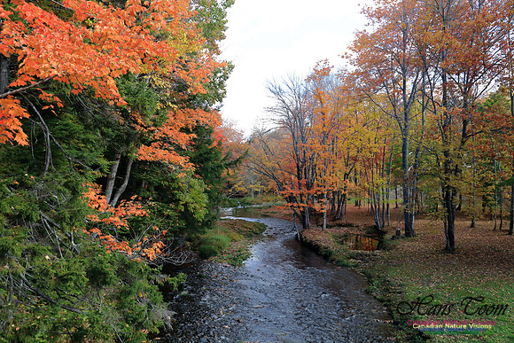 FallColours2016-1023