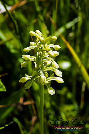 Little Club Spur Orchid