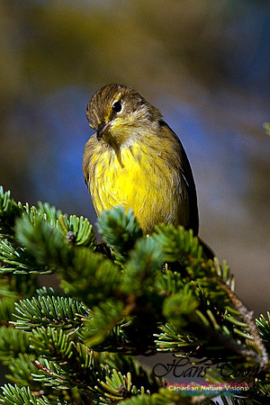 Palm Warbler