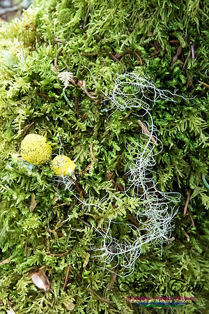 Moss sp.