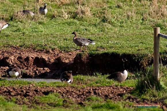 Pink-footed Goose