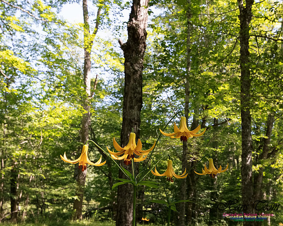 Canada Lily 104