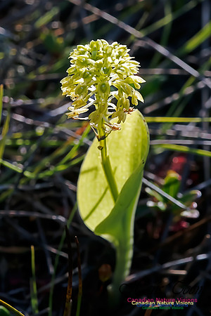 Green Adder's Mouth Orchid