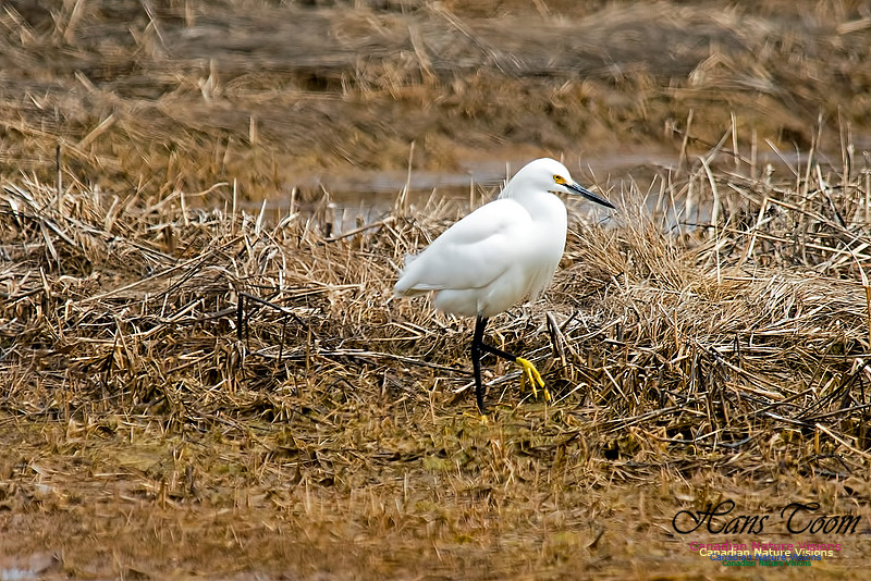 Snowy Egret