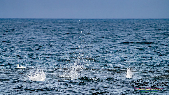 St. Vincent Whales and Gannets 114