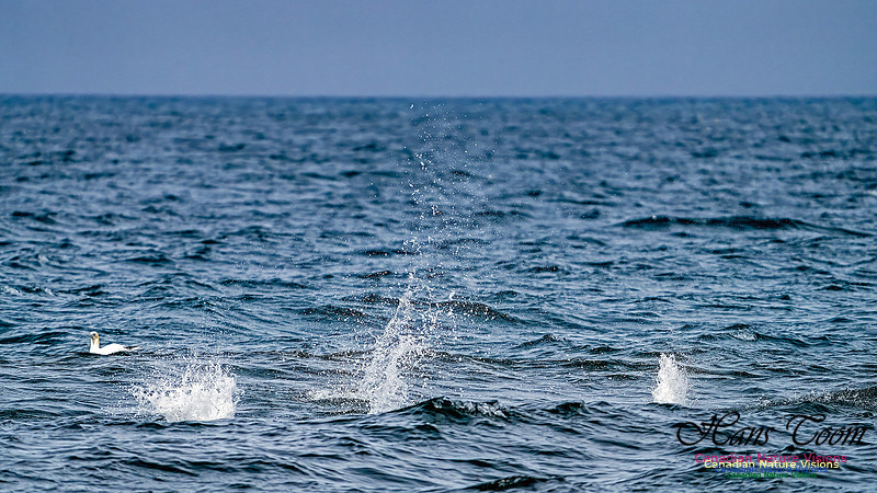 St. Vincent Whales and Gannets 114