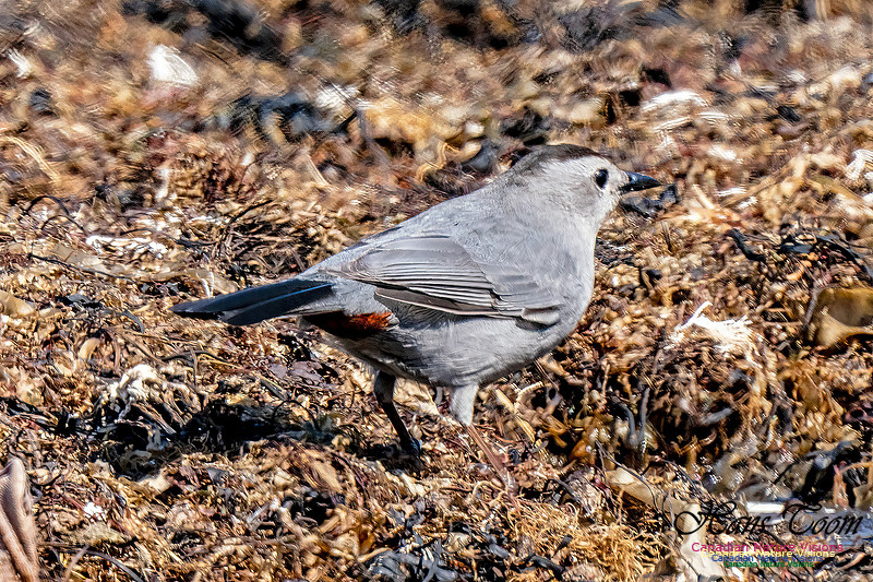 Grey Catbird 906
