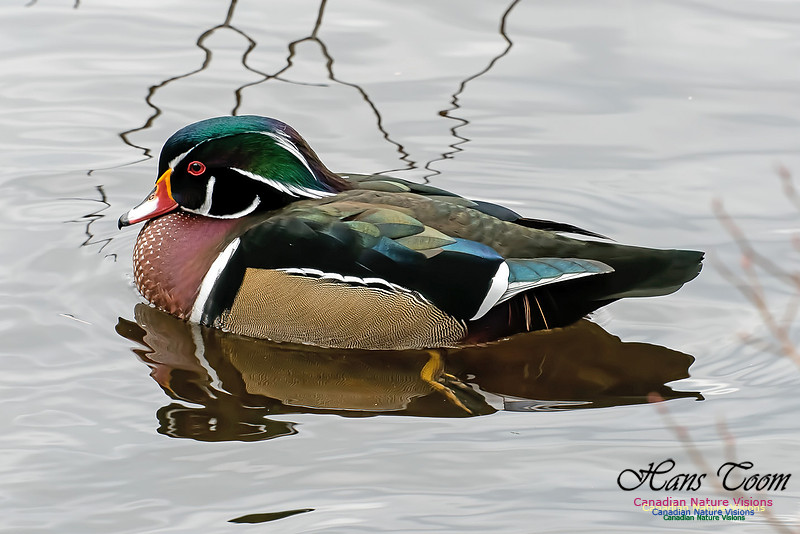 Wood Duck