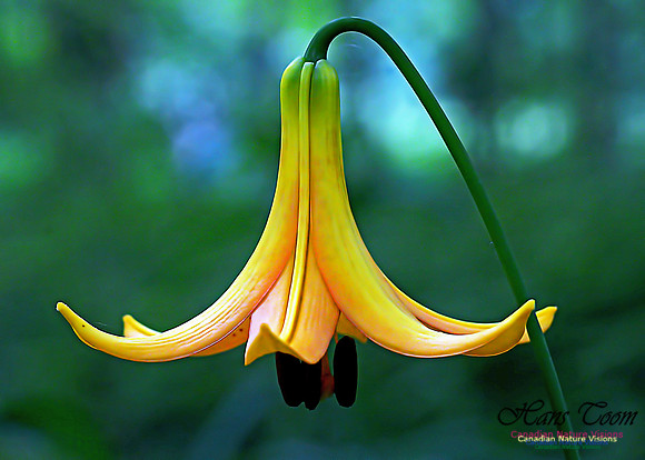 Canada Lily 208