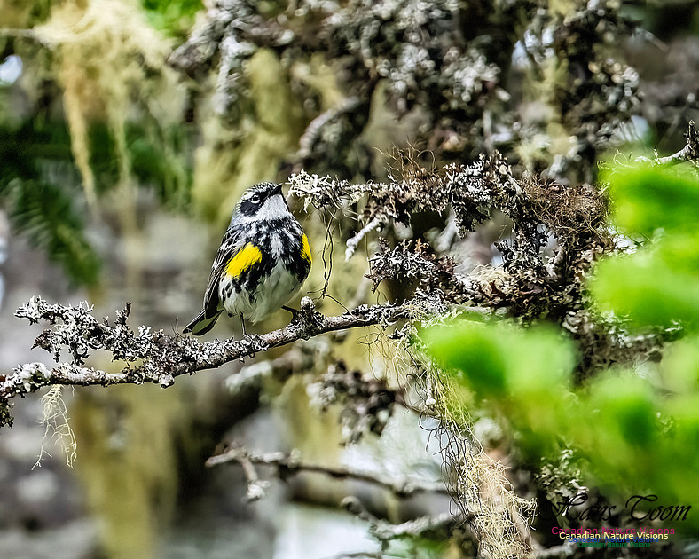 Yellow-rumped Warbler 101