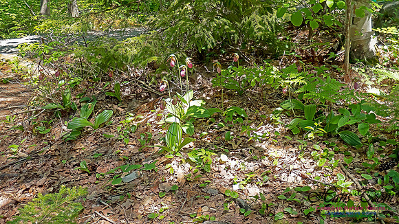 Pink Lady's Slipper Orchid 2020 2