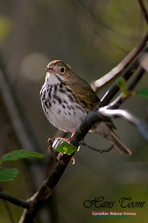 Ovenbird