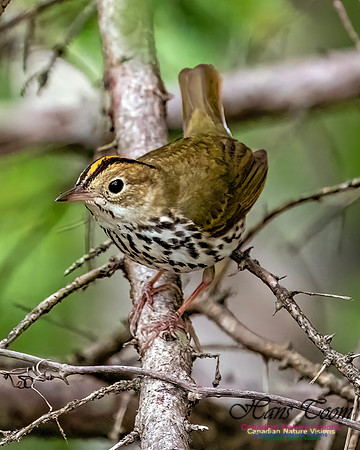 Ovenbird 705