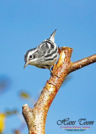 Black-and-White Warbler 203
