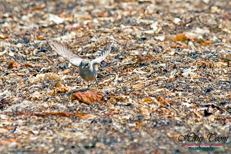 Say's Phoebe