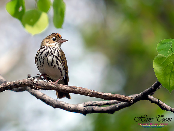 Ovenbird 2