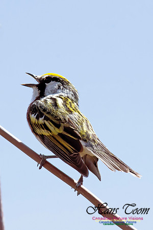 Chestnut-sided Warbler