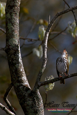 Ovenbird