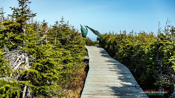 Lance Aux Meadows 119