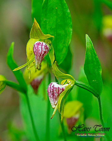 Ram's Head Orchid 116