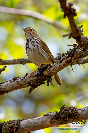 Ovenbird 43