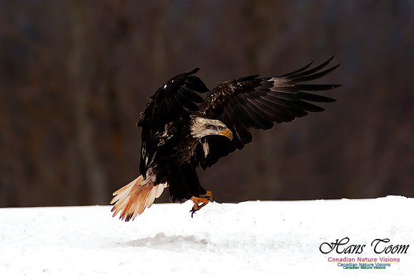 Bald Eagle