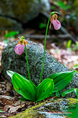 Pink Lady's Slipper Orchid 201