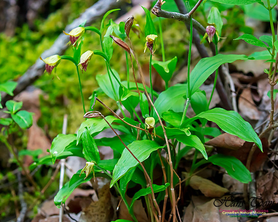 Ram's Head Orchid 120