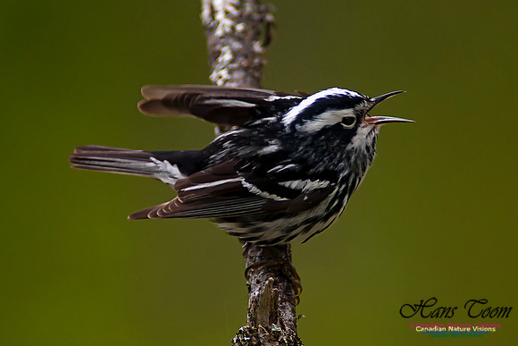Black-and-White Warbler