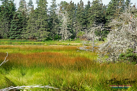 The Bog North of the Pond, Troop Island