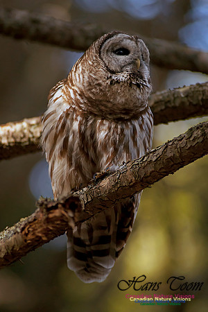Barred Owl